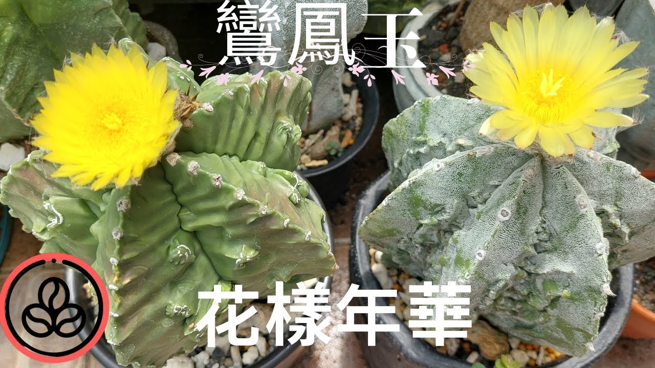 Chieh鸞鳳玉多肉態樣年華