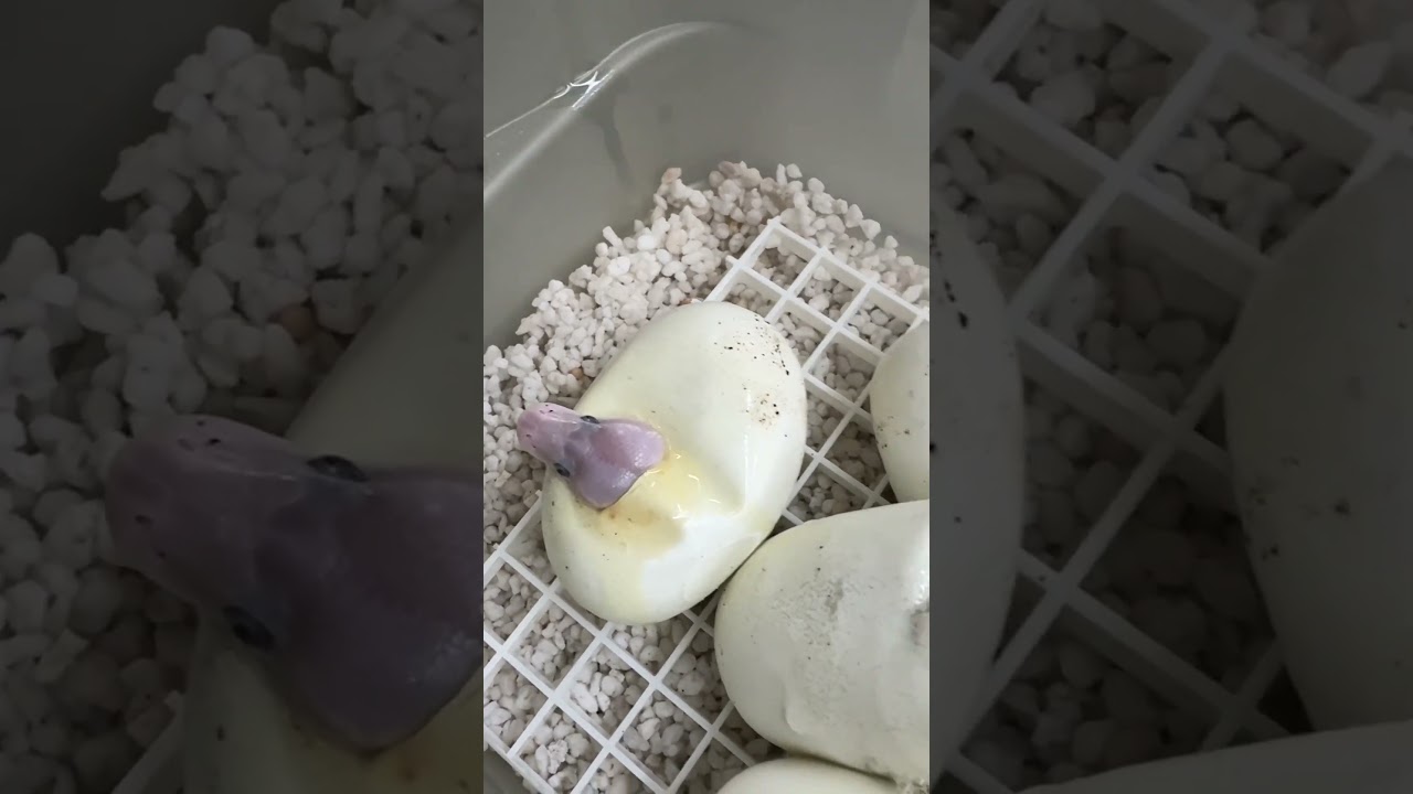 Сейчас вылупляются голубоглазые лейцистические шаровидные питоны! 