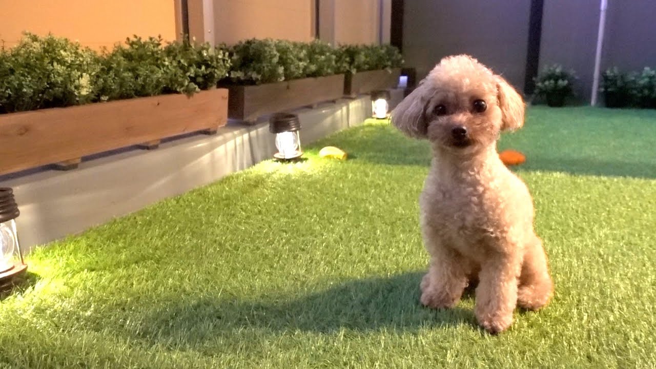ベランダDIYしたら気に入りすぎて愛犬が部屋に戻らなくなりました