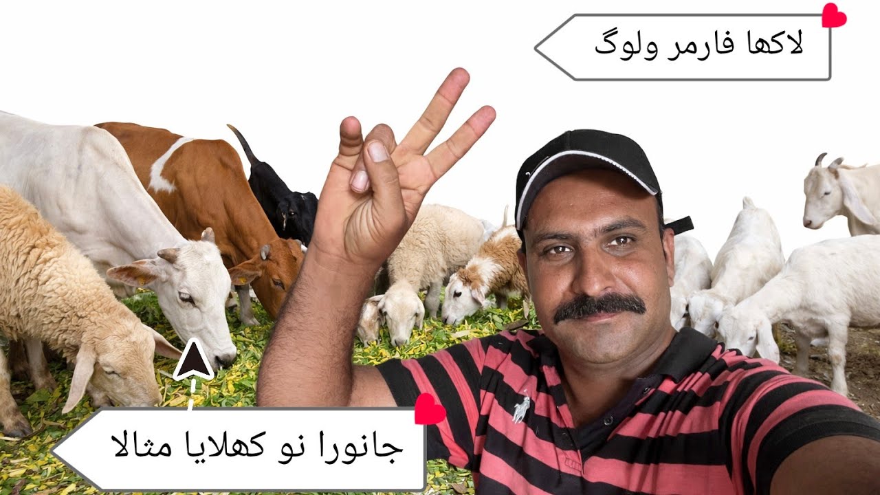 آج جانوروں کو خاص مسالہ کھلانے کا دن | لکھا فارمر ولاگ