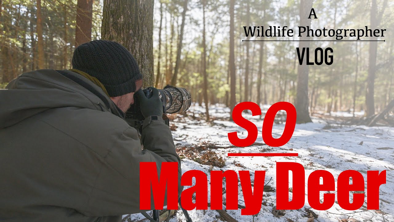 Photographing Deer Up Close: Winter Wildlife Photography in the Forest | Nikon Z9