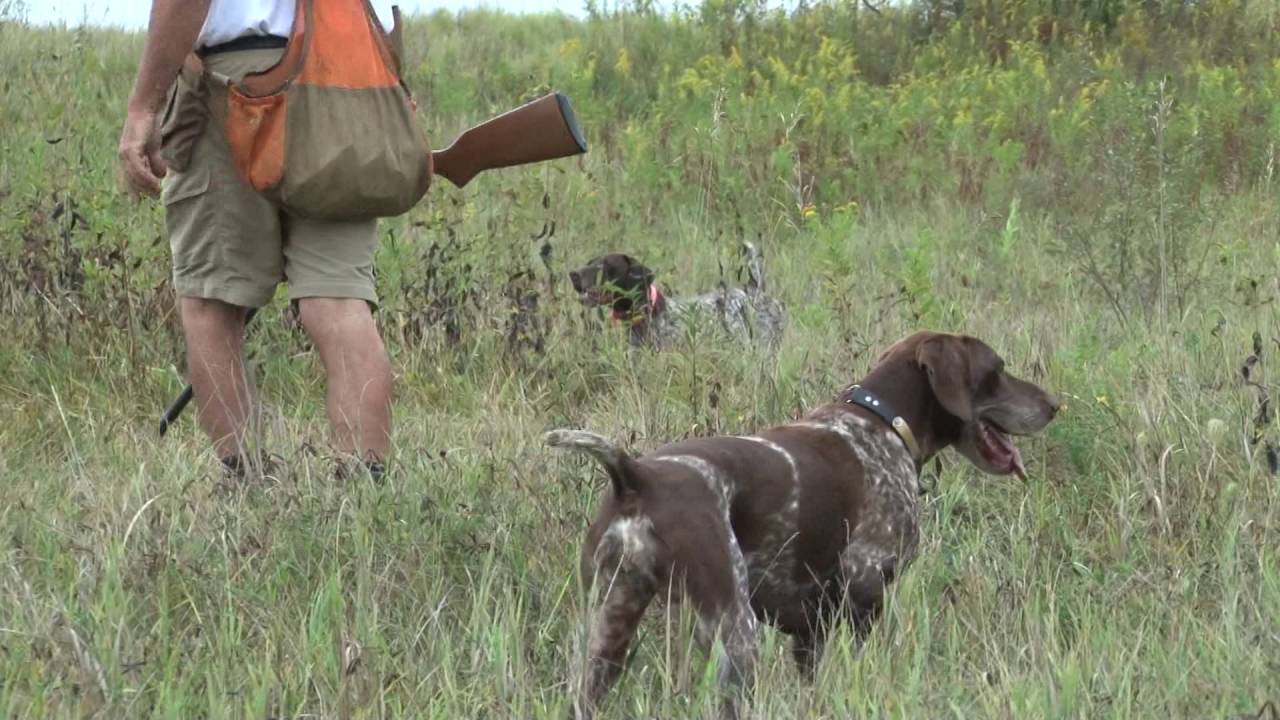 Wingshooting USA Ep. 81 NAVHDA Invitational Test