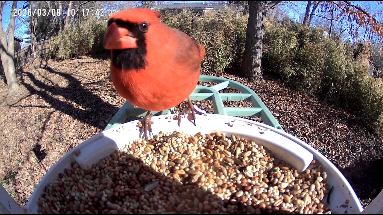 Backyard Bird Feeder Compilation | Cardinals, Chickadees & More (Missouri/ Ozarks)