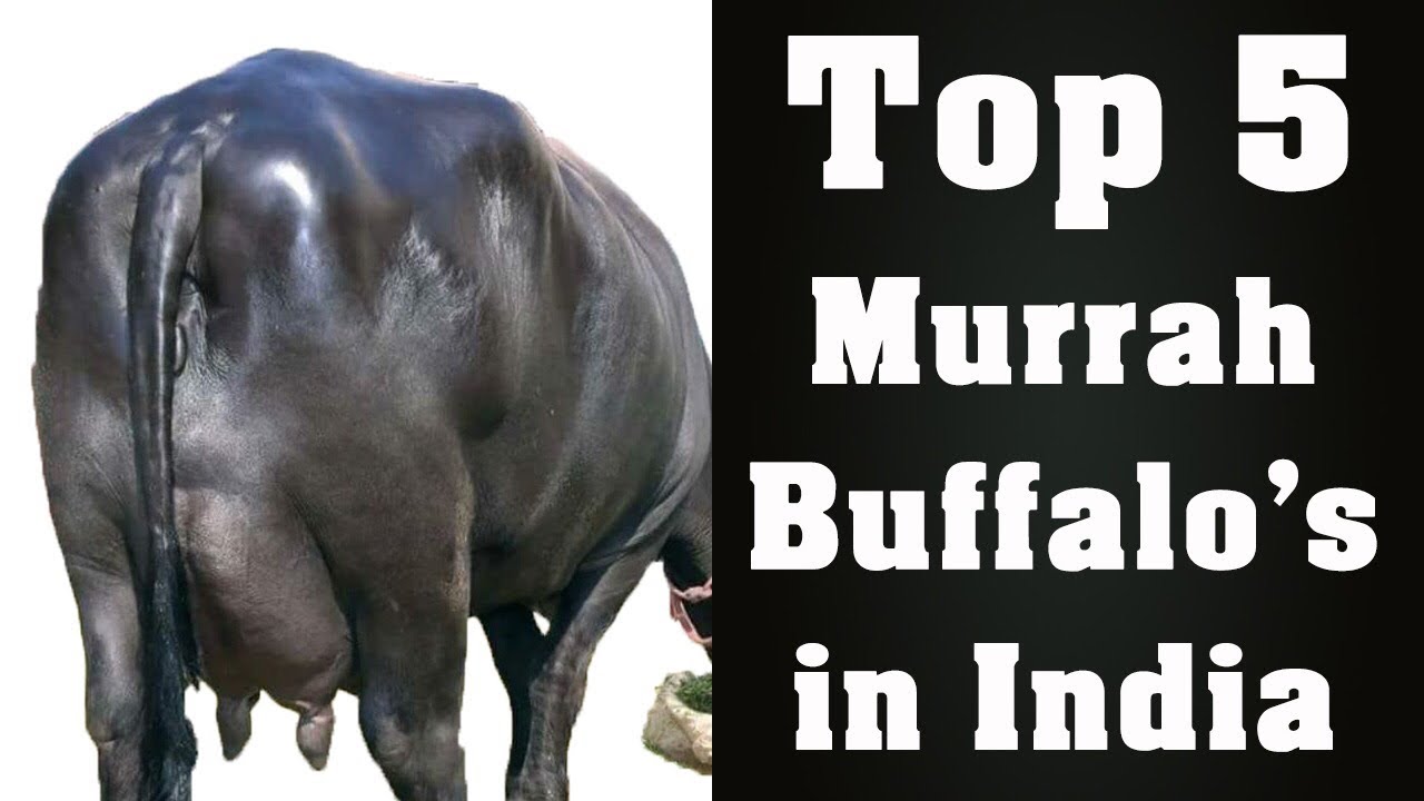 India’s Top 5 Milking Buffaloes