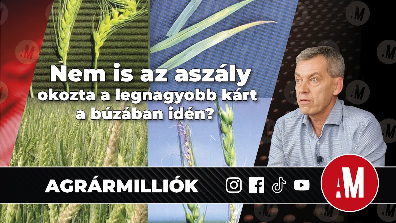 57. 🎬 Nem is az aszály okozta a legnagyobb kárt a búzában idén?