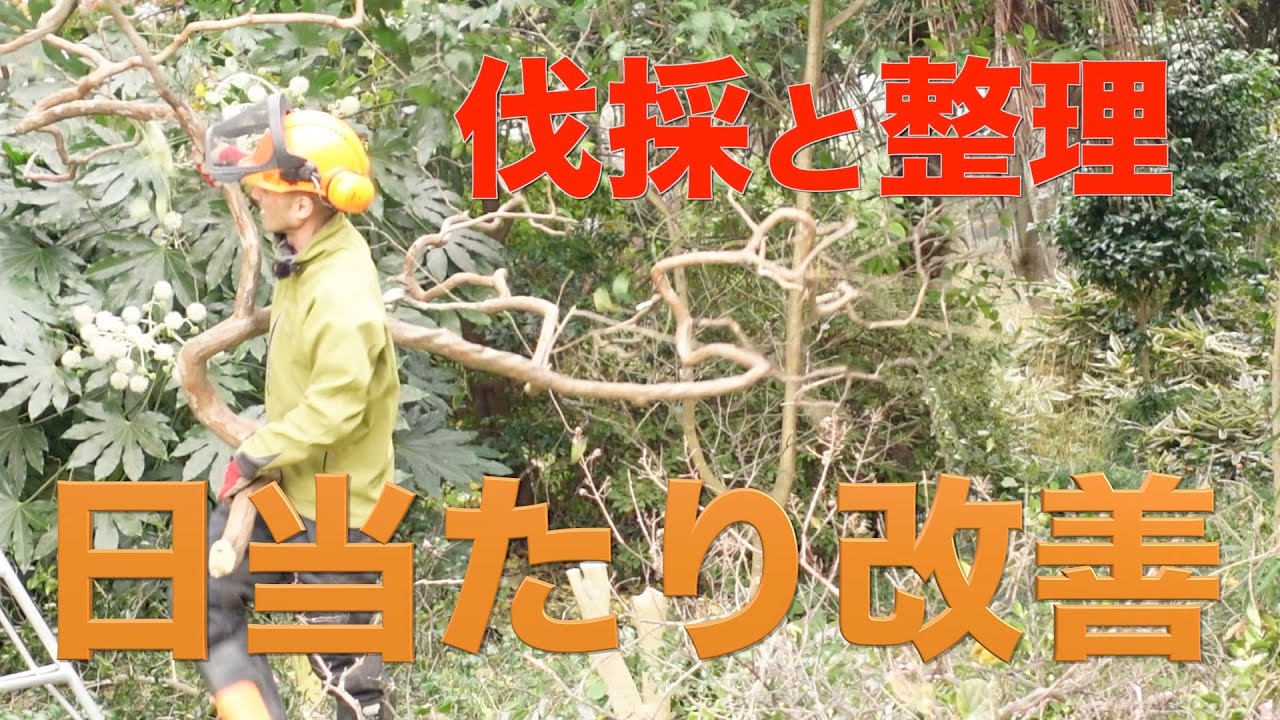 【伐採】不要な木を整理して柚子の木に日が当たるようにしてみました