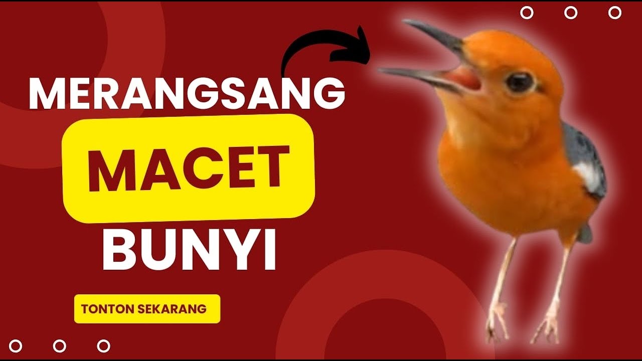 CEPAT RESPON! 1000% efektif buat pancingan Anis merah bisu macet total biar bunyi kembali | 29
