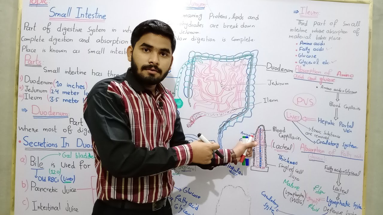 Small Intestine Class 9 In Urdu Hindi By Mr.Hadi || Small Intestine Anatomy, Location And Functions