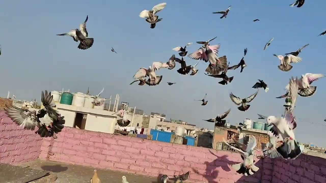 शोक की वीडियो 