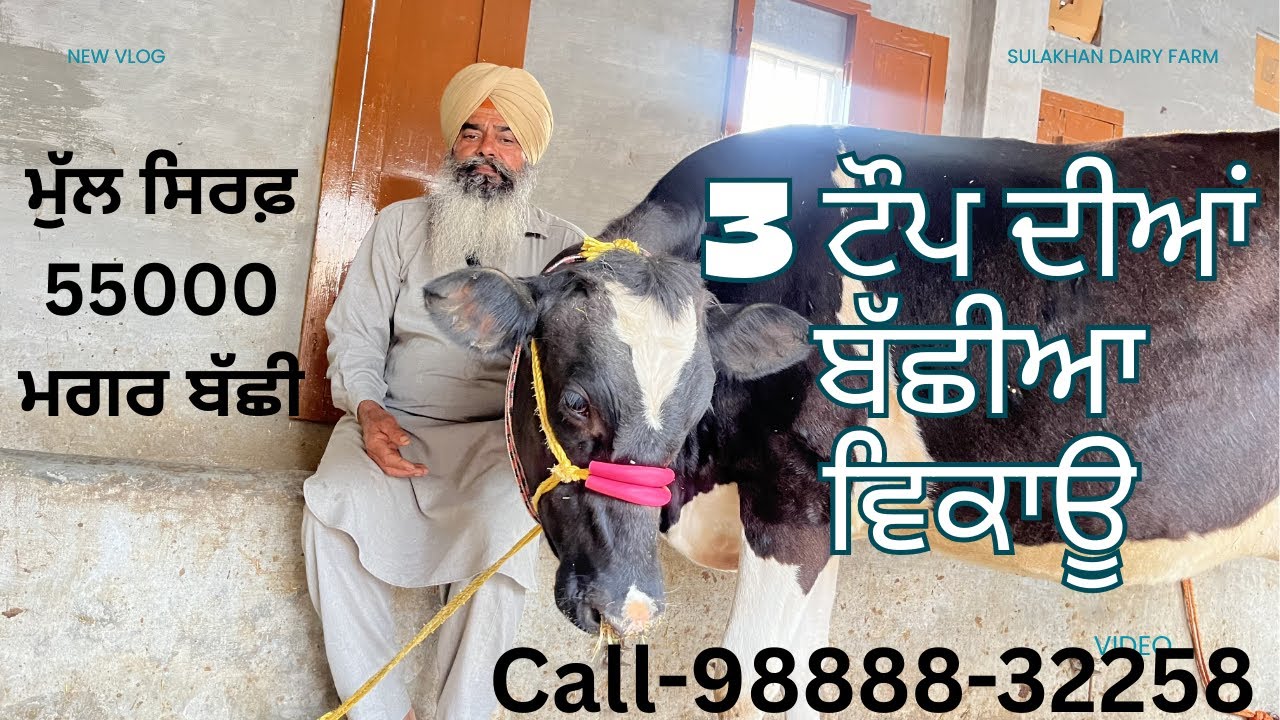 ਮੁੱਲ 55000 ਹੀ😱 ਮਗਰ HF ਬੱਛੀ। ਤਿੰਨ ਨਗੀਨੇ ਵਿਕਾਊ💎🔥ਇੱਕ ਖੀਰੀ ਗਭਣ, ਇਕ ਤੋਕੜ ਗੱਭਣ call-98888-32258