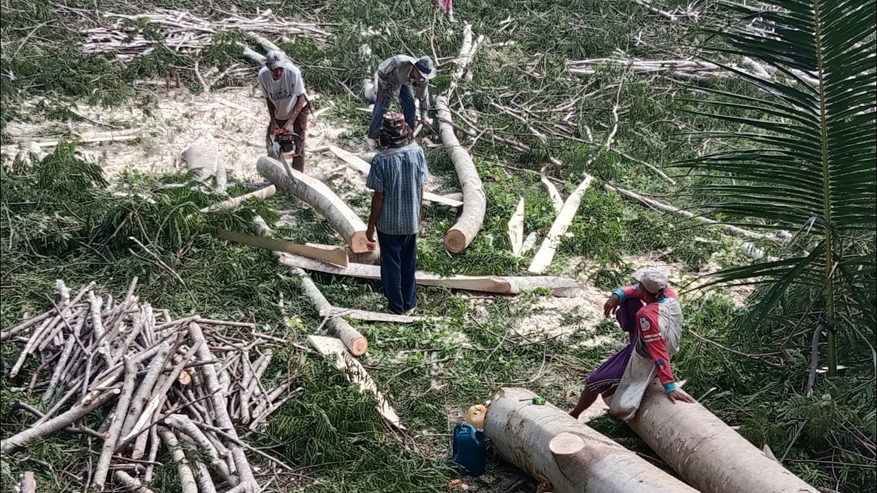 proses pembalokan albasiah pinggir jalan pedesaan
