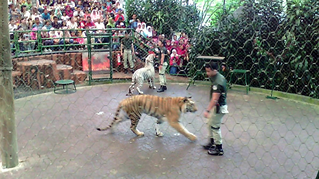 awesome tiger show and education taman safari indonesia