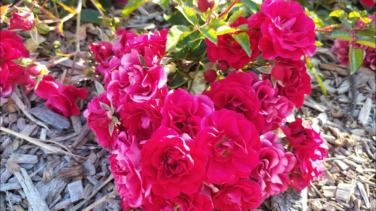 San Jose Rose Garden Tour | Beauty in Bloom