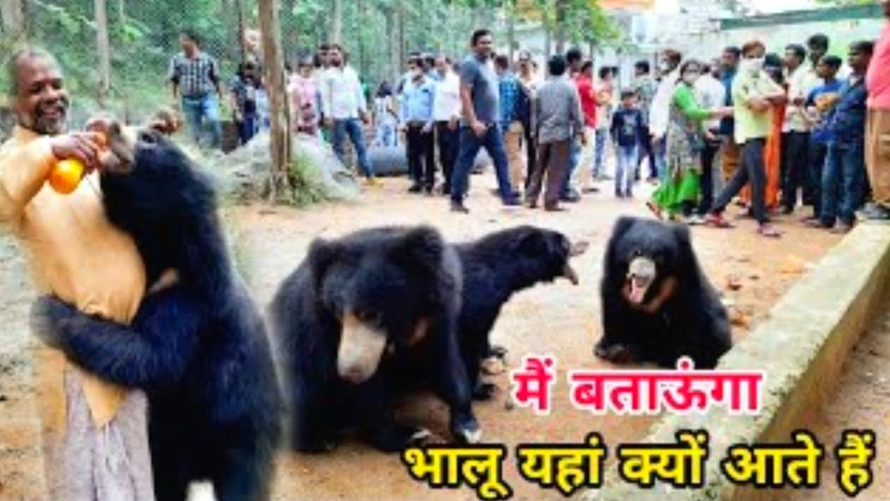 भालू आने का रहस्य | Mungai Mata Mandir Mahasamund | भालू वाला मंदिर&nbsp;| Bears at Mungai Mata Mandir&nbsp;