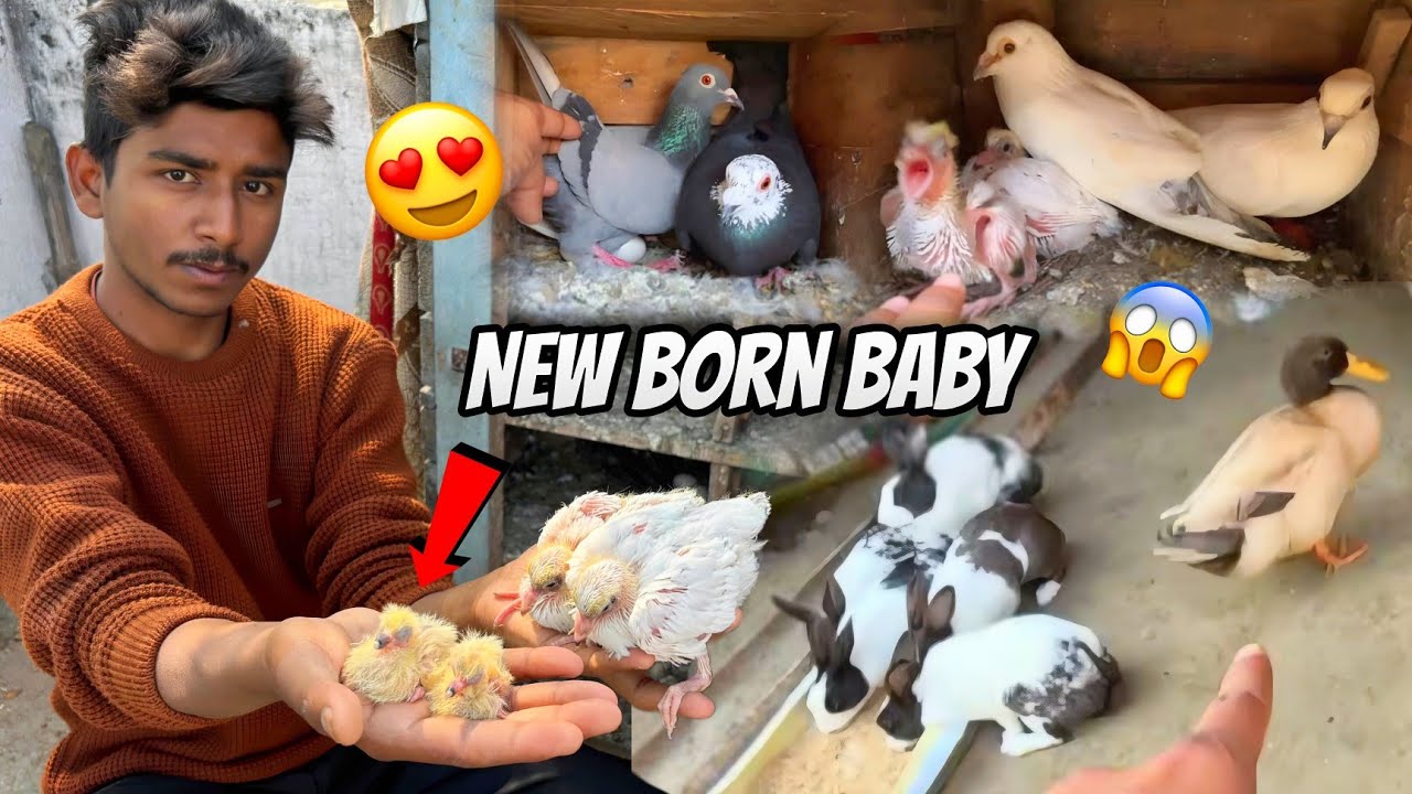 Do Naye Kabutar Ke Bache Aa Gye 😍 || कबूतर के दो बच्चे आ गए चार और आने वाले है | 