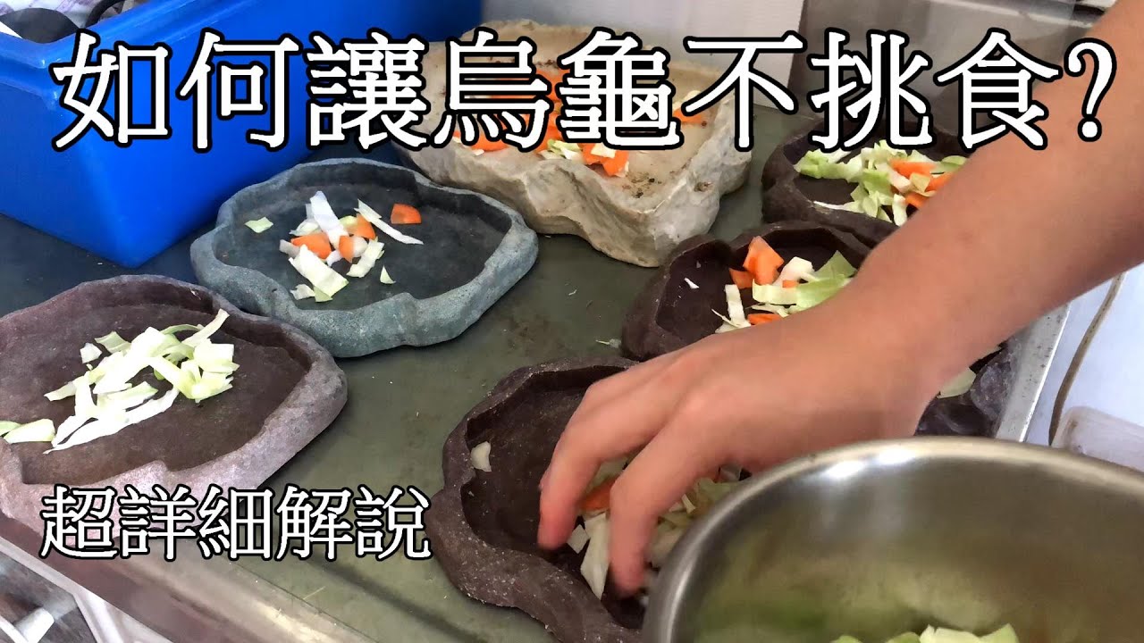 如何讓烏龜不挑食，超詳細解說【九桃養爬蟲】