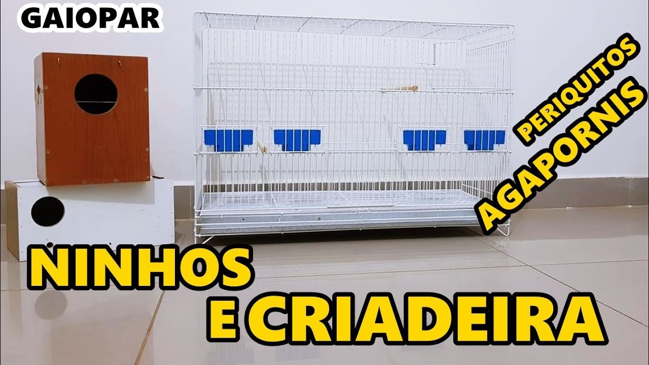 NOSSA CRIADEIRA DE AGAPORNIS |  PERIQUITOS | GAIOPAR