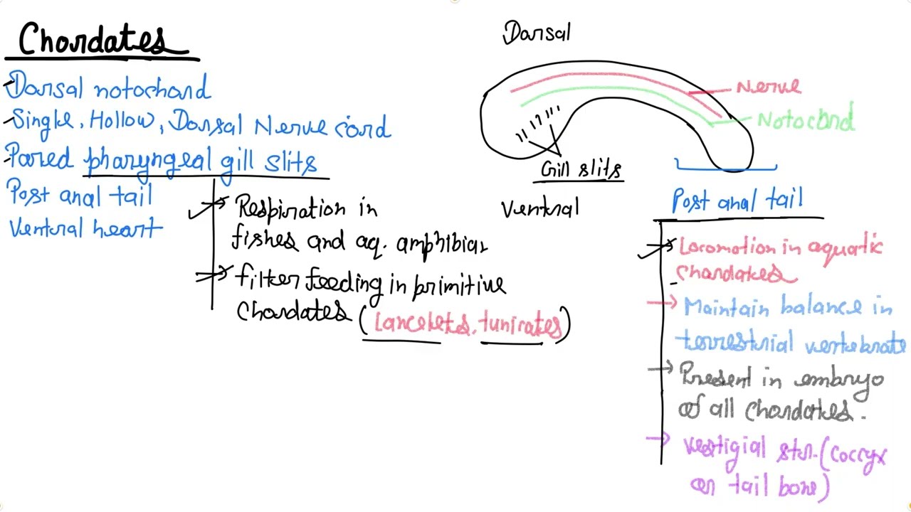 Phylum Chordata Rapid Revision ⚡ in 5 Minutes | NEET 2026 l Biology #neet2026 #neet #aiims #11th 