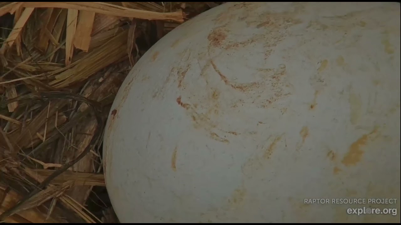 Decorah North Eagles 3-12-26, 1:18 pm Closeup examination of egg