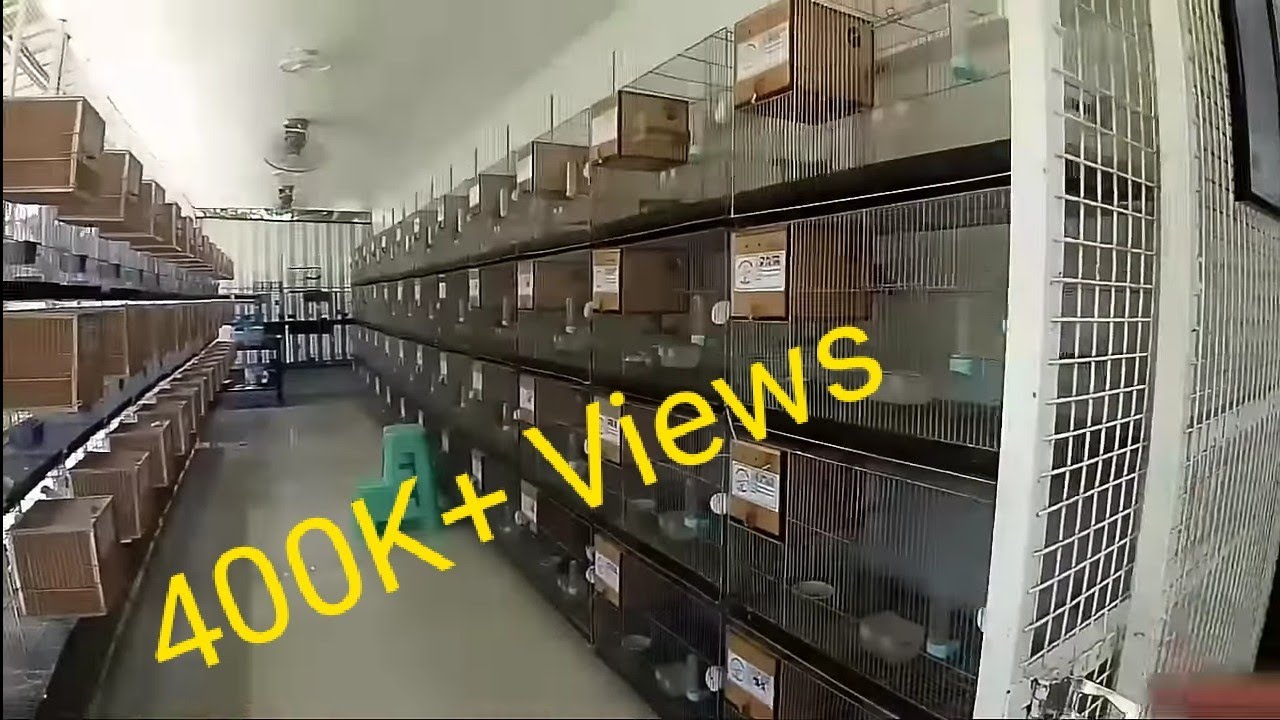 Agapornis Breeder goes to BULACAN - RVB Aviary
