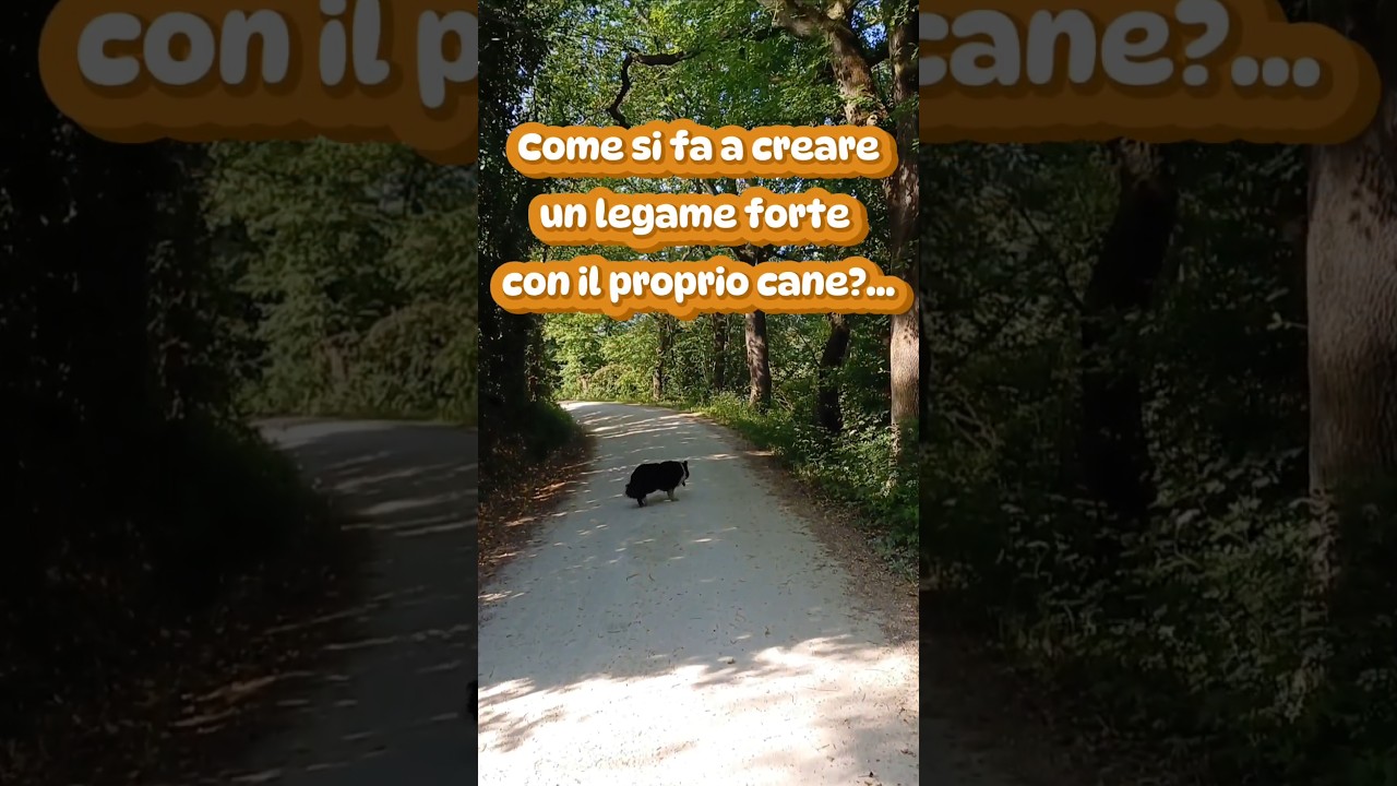 Come creare un legame forte con il proprio cane... ❤️🐶 #cane #legame #forte #cani