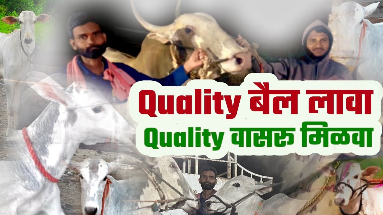 महाराष्ट्रातील टॉपचे पंढरपुरी जातीचे कोसा खिल्लार पैदास करणारे अकोला गावचे आकाश कोळी | #bailgada