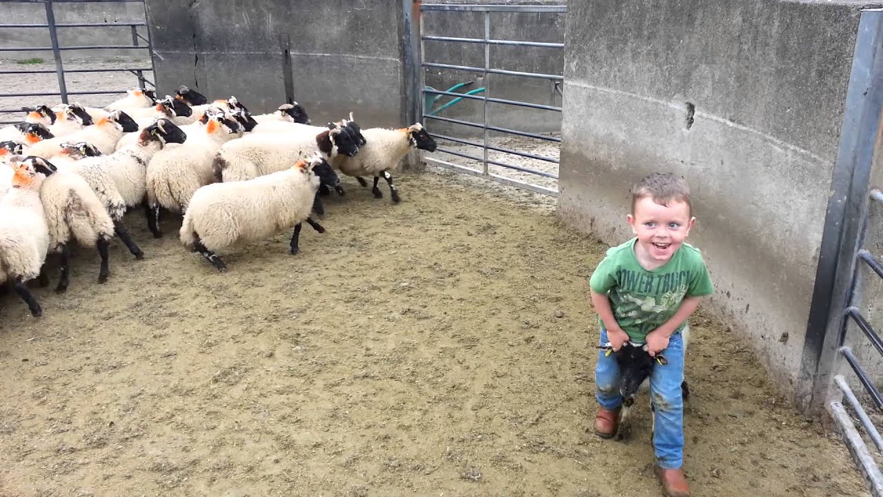 4 year old catches sheep!