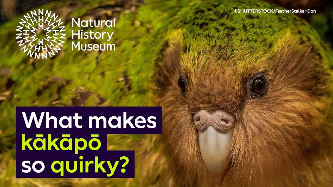 New Zealand's endemic and endangered kākāpō
