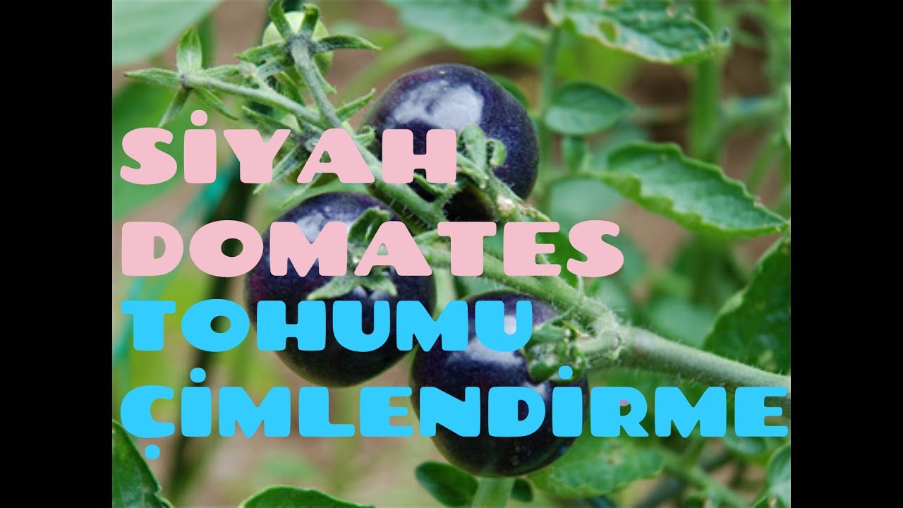 SİYAH DOMATES TOHUMU ÇİMLENDİRME #1