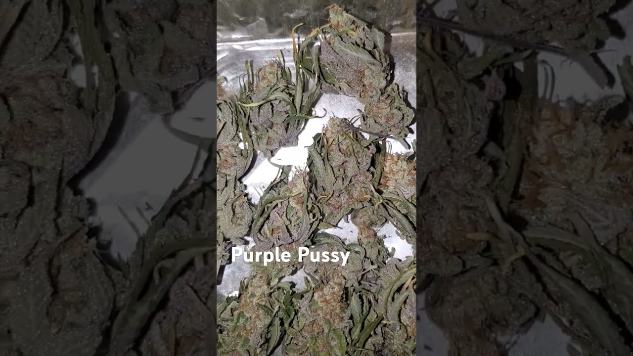 The Legendary Purple Pussy S1 Strain