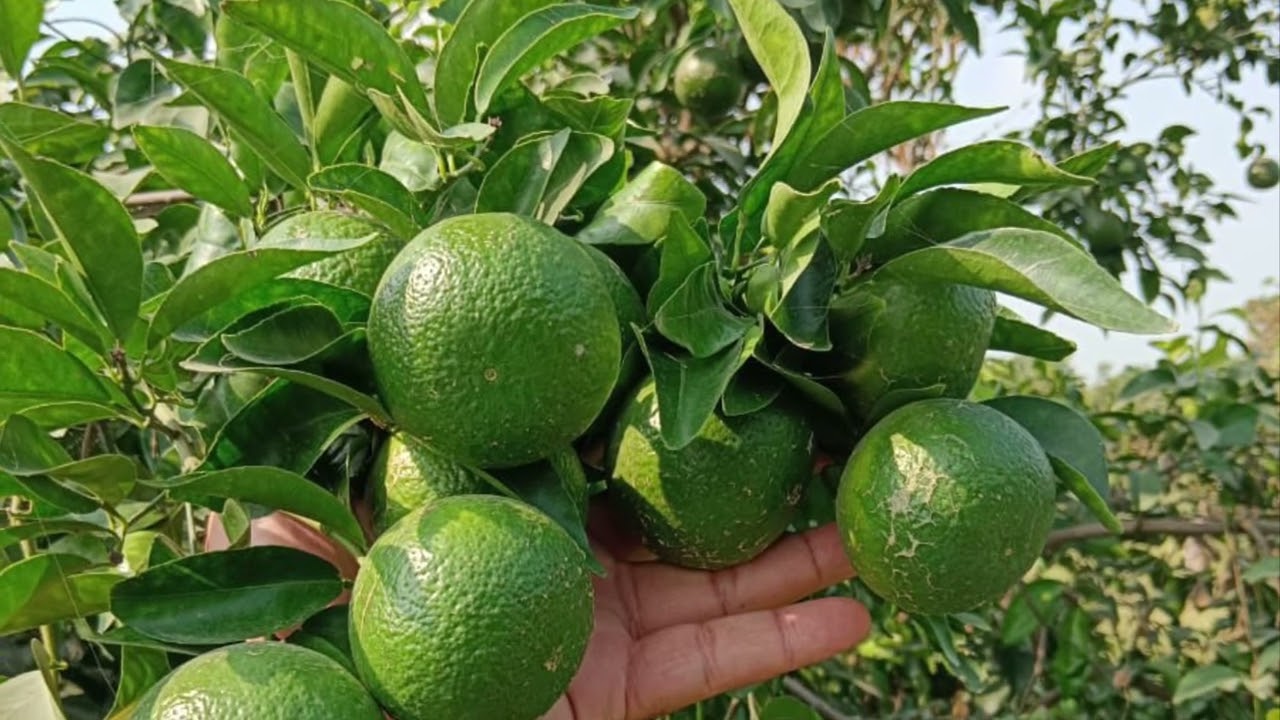 Citrus on PQNK. No fertilizer, no pesticides, no tillage, 80% less water.