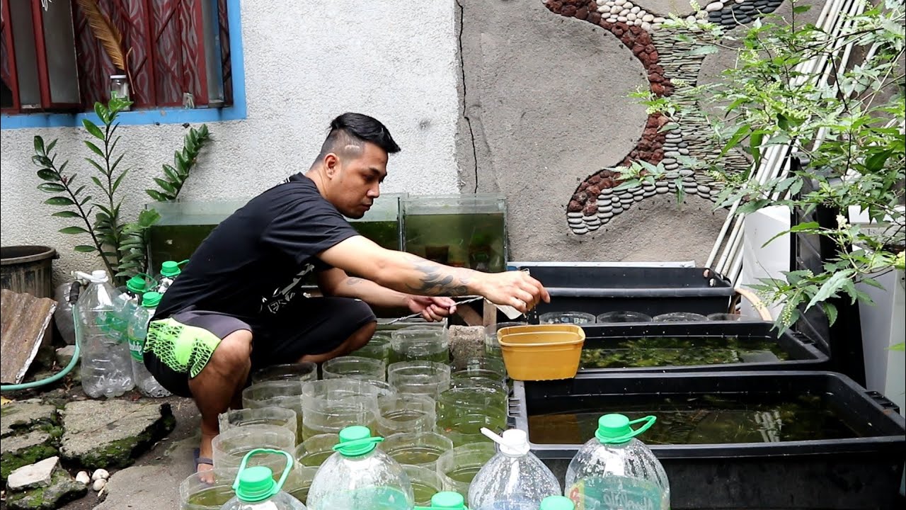 KUMITA NG PERA SA PAGPAPARAMI NG ISDA (GUPPY)