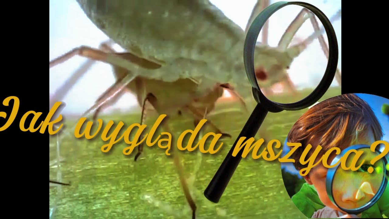 Jak wygląda mszyca, zachowanie, aktywność