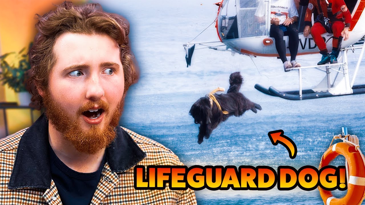 Dogs With CRAZY Jobs!