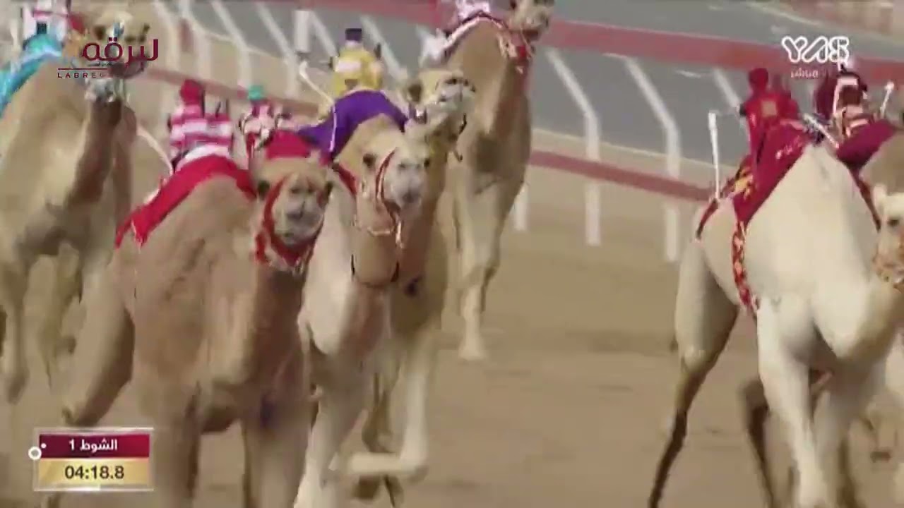ش1 الفايضة لـ مانع علي محمد حماد الشامسي (مهرجان سمو الشيخ محمد بن زايد) 3-1-2023م كأس اللقايا بكار