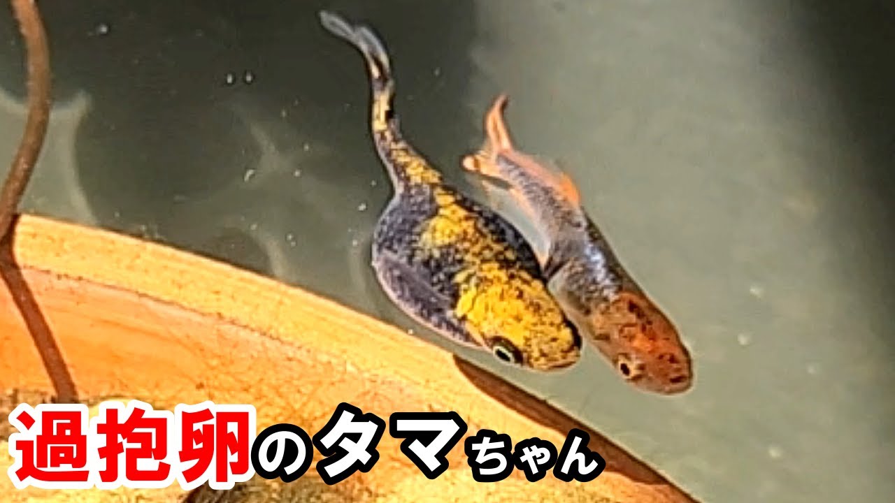 【余命１週間】助からないと宣告されたメダカを思い切って助けようとしたら…