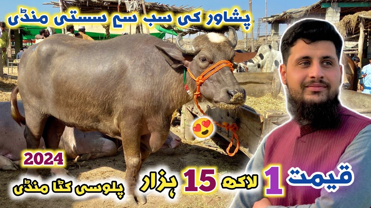 Joti Palosi Mandi Peshawar New Updates 2024 | Cheap Price cattle Market Qurbani | Izhar Ali Shah
