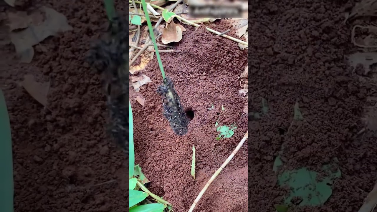 Funny video catching cricket insect with bullet ants is so cool #hunting #insects #shorts
