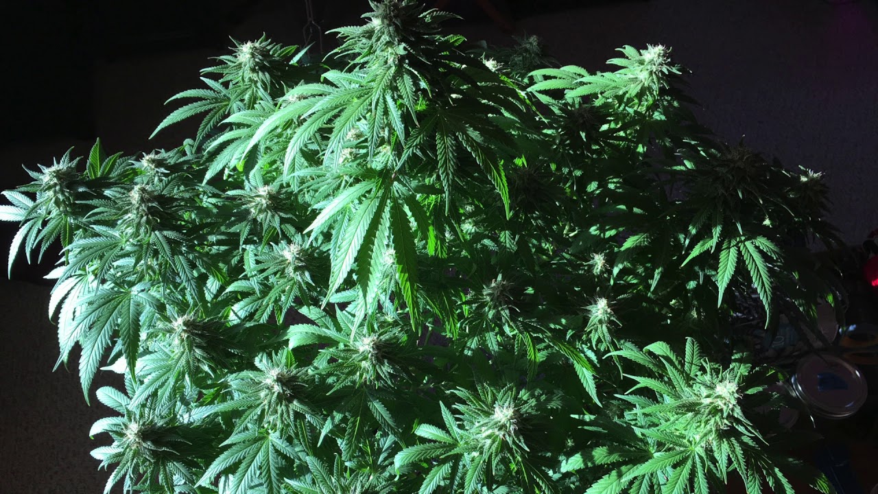 Auto Gorilla OG and Blue Auto Mazar (Indoor Grow) Marijuana Photo Slideshow