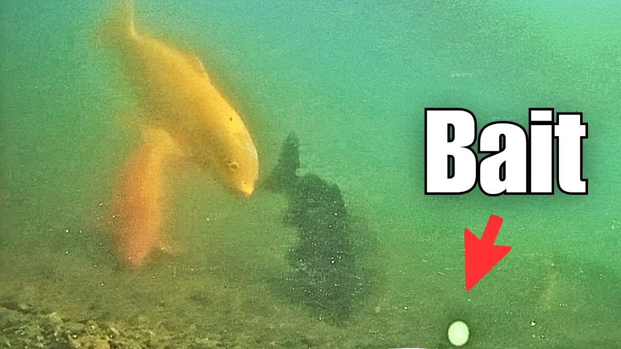 I Did NOT Expect to See This on My Underwater Camera…