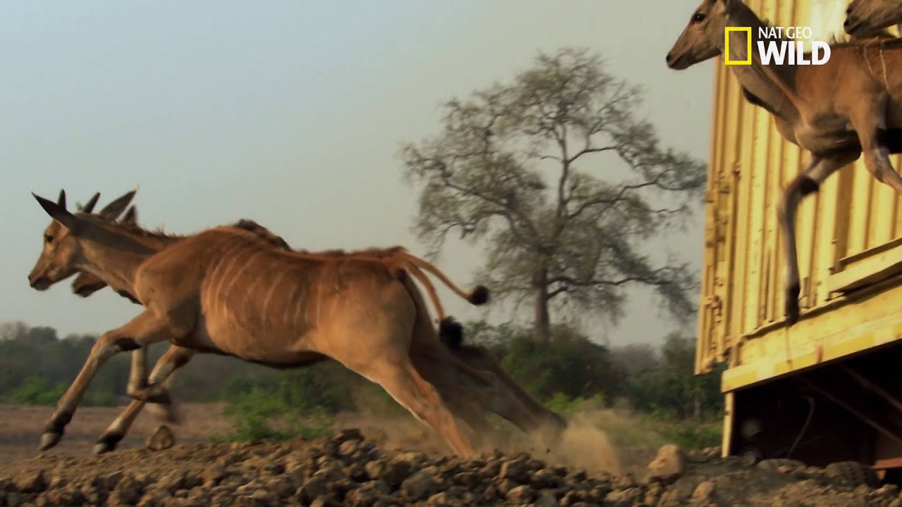 Réintroduction d' élans du Cap dans le parc de Gorongosa