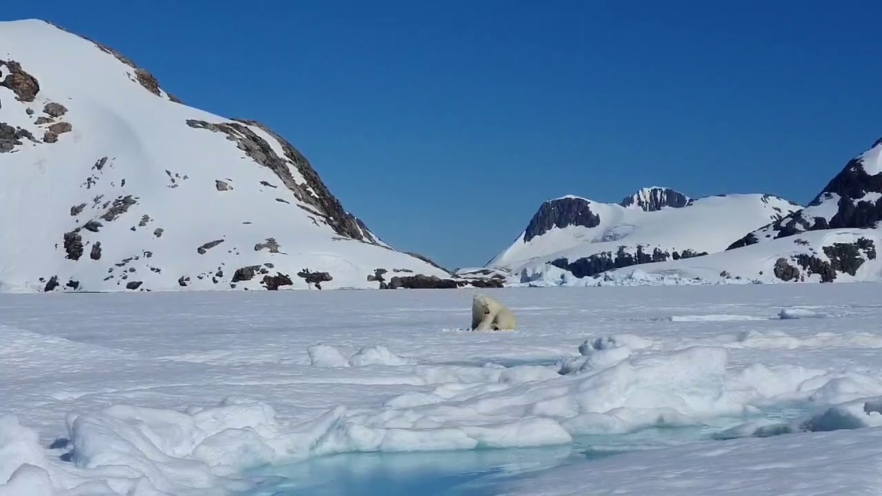 Polar bear gets too close to a woman in east Greenland Tasillaq, Nuualiip adderdiani