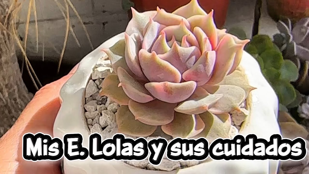 Colección de Echeverias  lolas, las trasplantamos + sus cuidados 