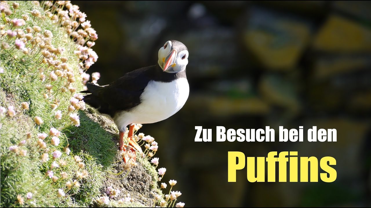 Zu den Puffins - Segeln in Norwegen - auf die Vogelinsel Runde - Abenteuer Nordkap #7