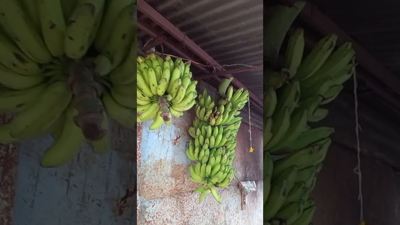 Bendiciones del campo