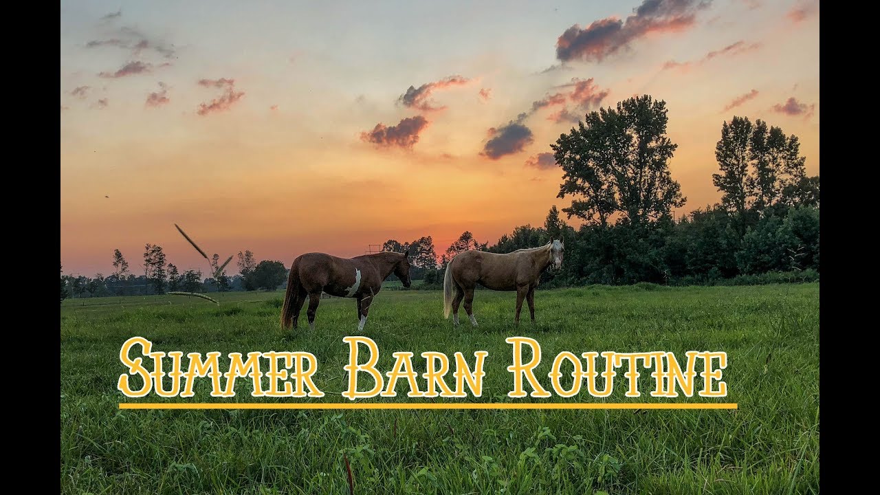 Daily Summer Barn Routine 2018