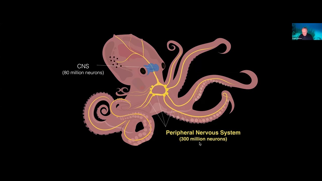 Jan 2025 - Dr. Roger Hanlon - Dive into the world of cephalopods!