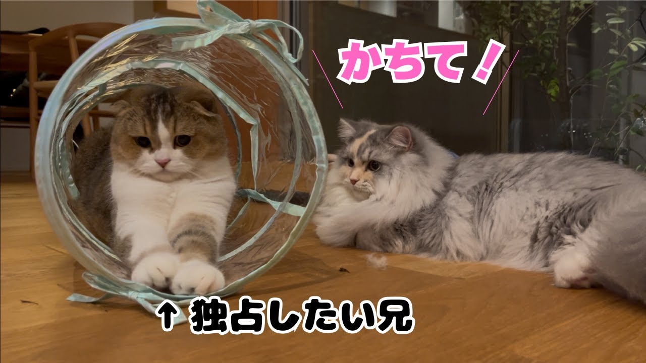 猫用トンネル買ってきたら想像の100倍好評だった