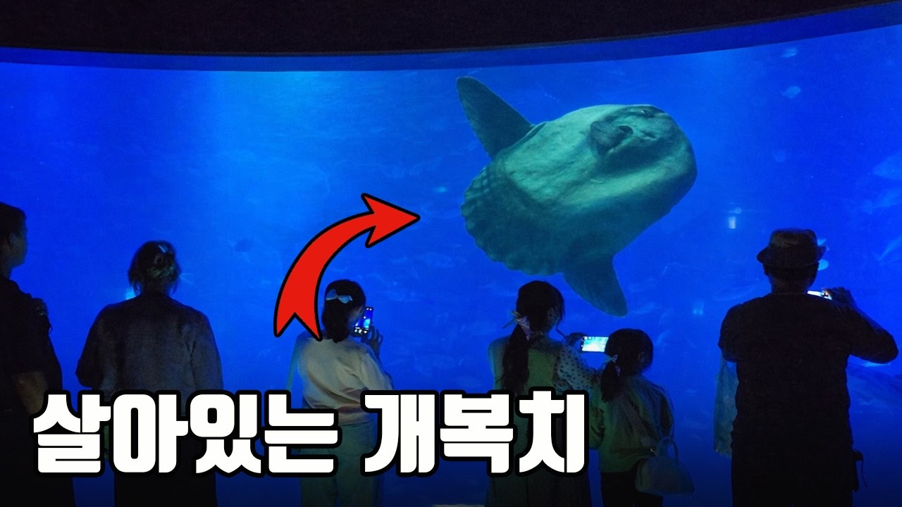 어지간한 아쿠아리움에서 모두 포기한 살아있는 개복치를 눈앞에서 볼 수 있는곳!