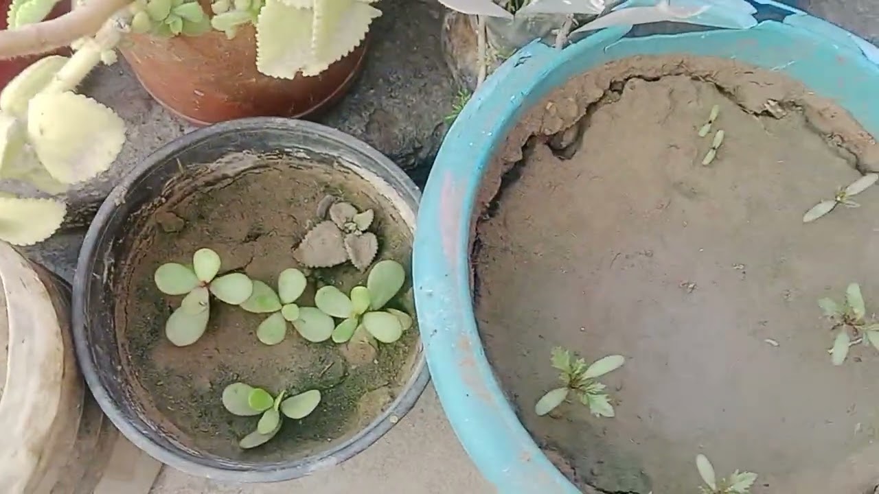 Paudhe lagakar bacche Kat karke Sukh samriddhi live